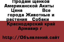 Продам щенков Американской Акиты › Цена ­ 25 000 - Все города Животные и растения » Собаки   . Краснодарский край,Армавир г.